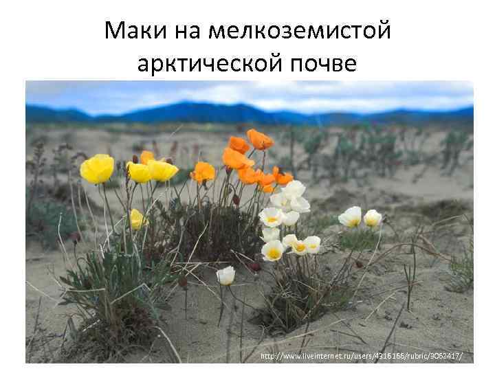 Маки на мелкоземистой арктической почве http: //www. liveinternet. ru/users/4316166/rubric/3062417/ 