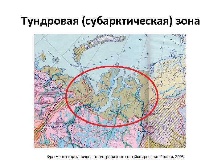 Тундровая (субарктическая) зона Фрагмента карты почвенно географического районирования России, 2008 
