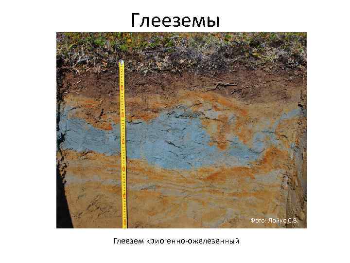 Глееземы Фото: Лойко С. В. Глеезем криогенно ожелезенный 