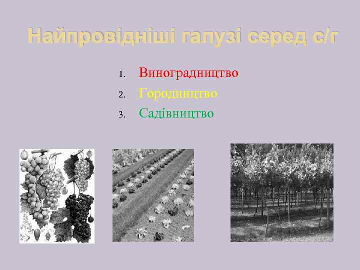 Найпровідніші галузі серед с/г 1. 2. 3. Виноградництво Городництво Садівництво 