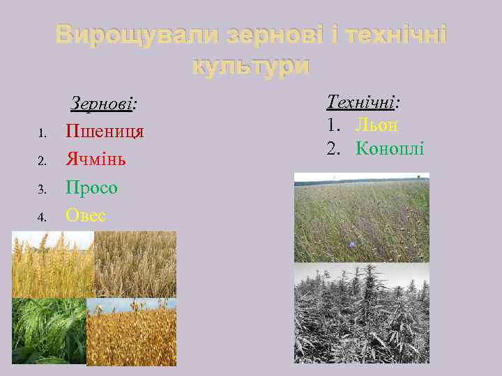 Вирощували зернові і технічні культури 1. 2. 3. 4. Зернові: Пшениця Ячмінь Просо Овес