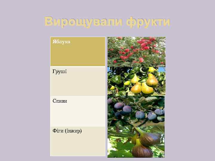 Вирощували фрукти Яблука Груші Сливи Фіги (інжир) 