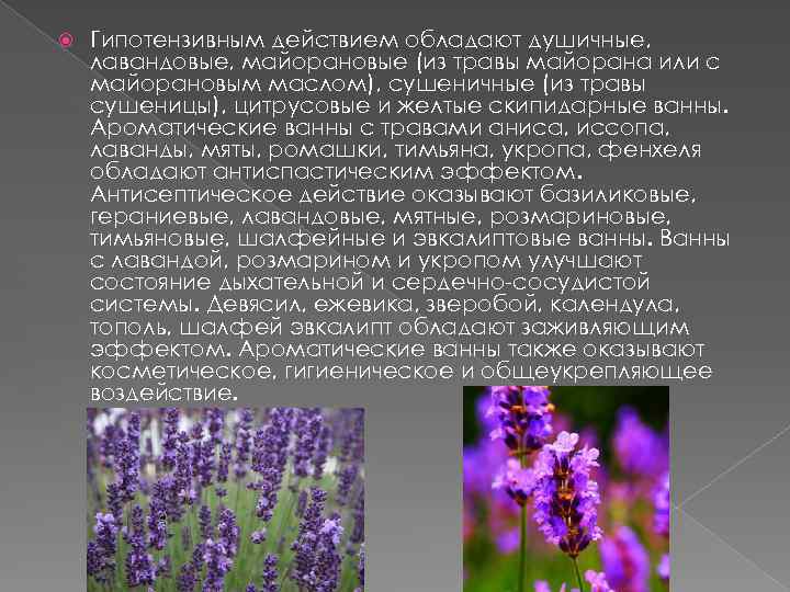  Гипотензивным действием обладают душичные, лавандовые, майорановые (из травы майорана или с майорановым маслом),