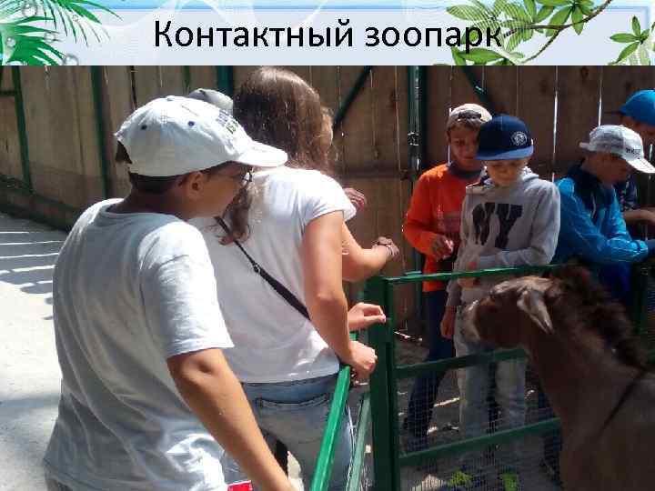 Контактный зоопарк 