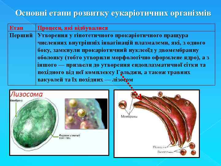 Основні етапи розвитку еукаріотичних організмів Етап Процеси, які відбувалися Перший Утворення у гіпотетичного прокаріотичного