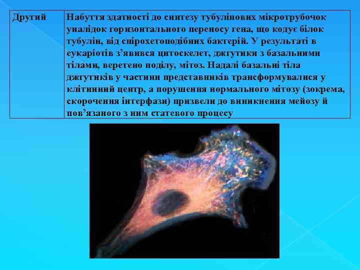 Другий Набуття здатності до синтезу тубулінових мікротрубочок уналідок горизонтального переносу гена, що кодує білок