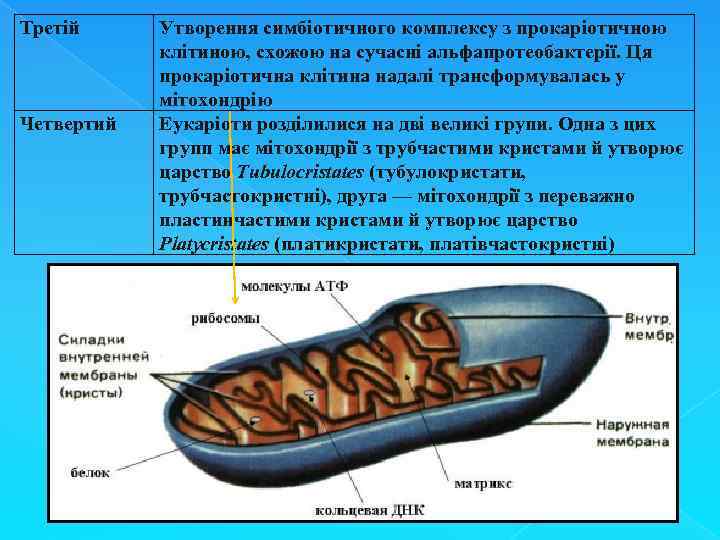 Третій Четвертий Утворення симбіотичного комплексу з прокаріотичною клітиною, схожою на сучасні альфапротеобактерії. Ця прокаріотична