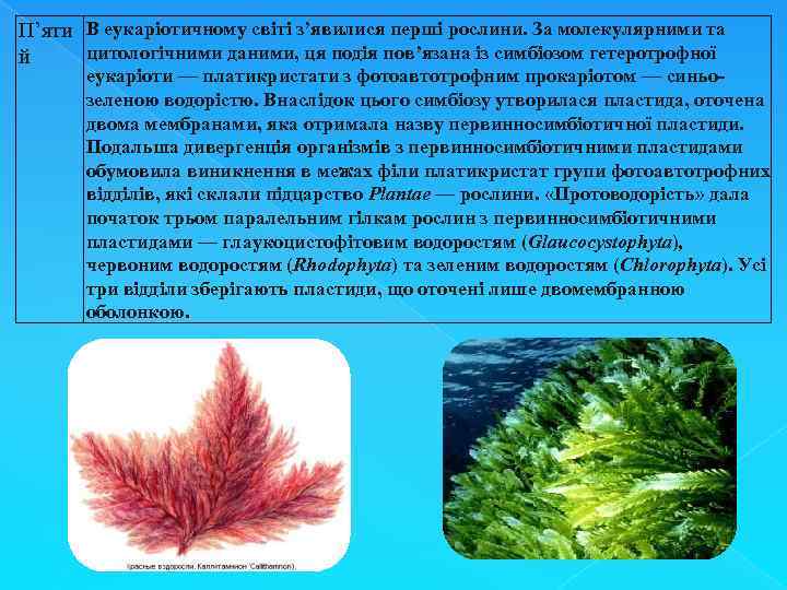 П’яти В еукаріотичному світі з’явилися перші рослини. За молекулярними та цитологічними даними, ця подія