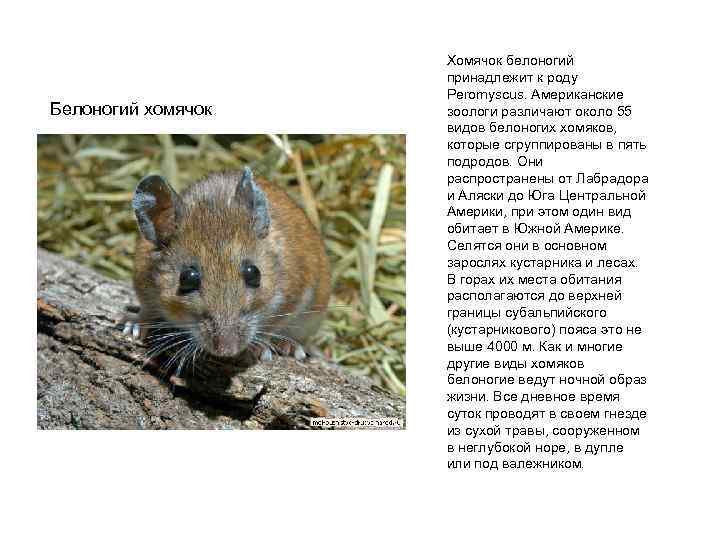 Белоногий хомячок Хомячок белоногий принадлежит к роду Peromyscus. Американские зоологи различают около 55 видов