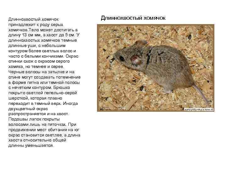 Длиннохвостый хомячок принадлежит к роду серых хомячков. Тело может достигать в длину 13 см