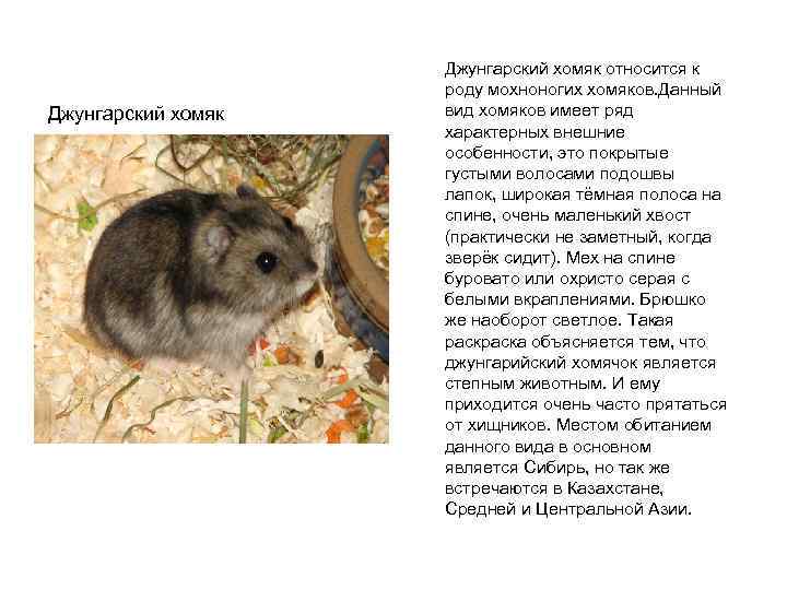 Джунгарский хомяк относится к роду мохноногих хомяков. Данный вид хомяков имеет ряд характерных внешние