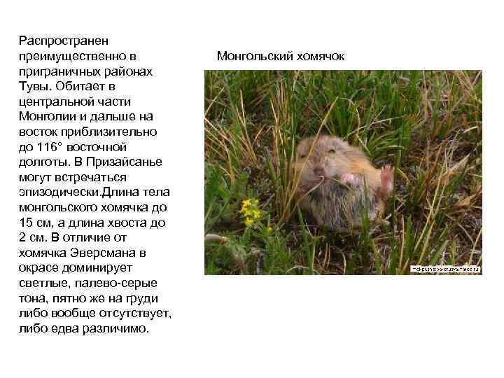 Распространен преимущественно в приграничных районах Тувы. Обитает в центральной части Монголии и дальше на