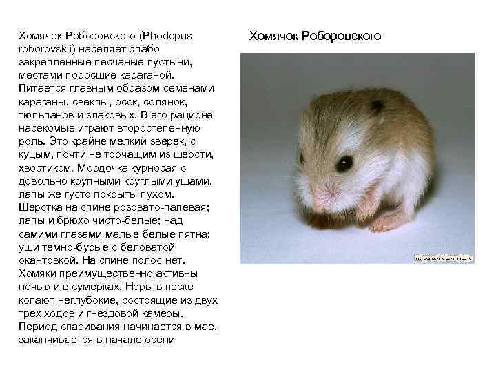 Хомячок Роборовского (Phodopus roborovskii) населяет слабо закрепленные песчаные пустыни, местами поросшие караганой. Питается главным