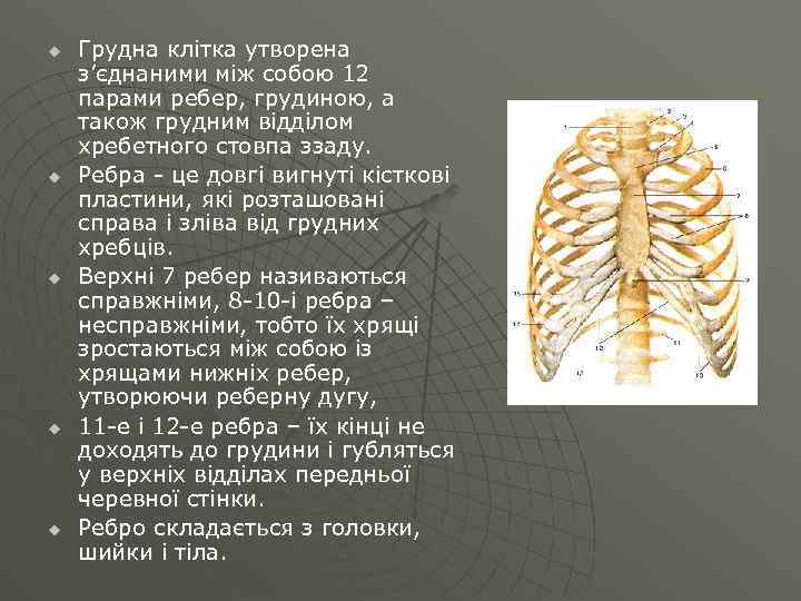 u u u Грудна клітка утворена з’єднаними між собою 12 парами ребер, грудиною, а