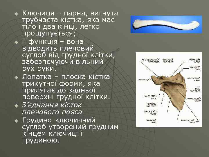 u u u Ключиця – парна, вигнута трубчаста кістка, яка має тіло і два