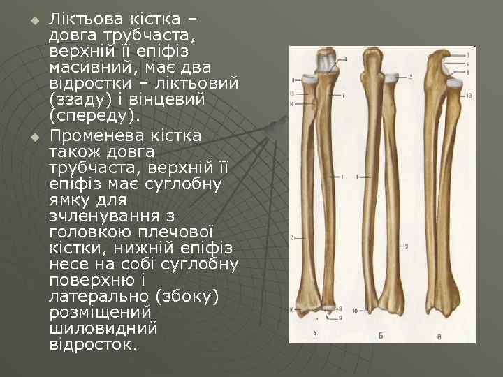 u u Ліктьова кістка – довга трубчаста, верхній її епіфіз масивний, має два відростки