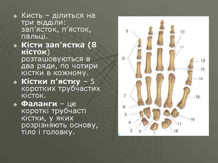 u u Кисть – ділиться на три відділи: зап’ясток, пальці. Кісти зап’ястка (8 кісток)