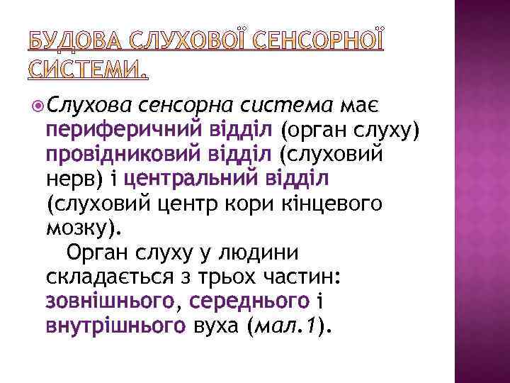  Слухова сенсорна система має периферичний відділ (орган слуху) провідниковий відділ (слуховий нерв) і