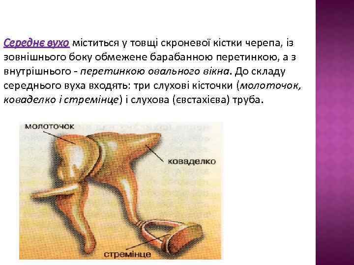 Середнє вухо міститься у товщі скроневої кістки черепа, із зовнішнього боку обмежене барабанною перетинкою,