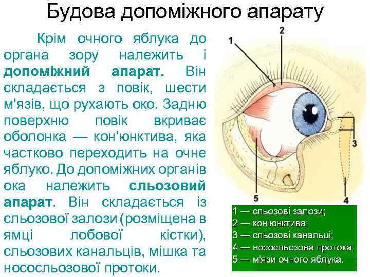 Будова допоміжного апарату Крім очного яблука до органа зору належить і допоміжний апарат. Він