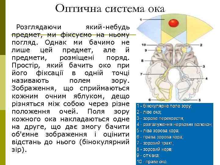Оптична система ока Розглядаючи який-небудь предмет, ми фіксуємо на ньому погляд. Однак ми бачимо