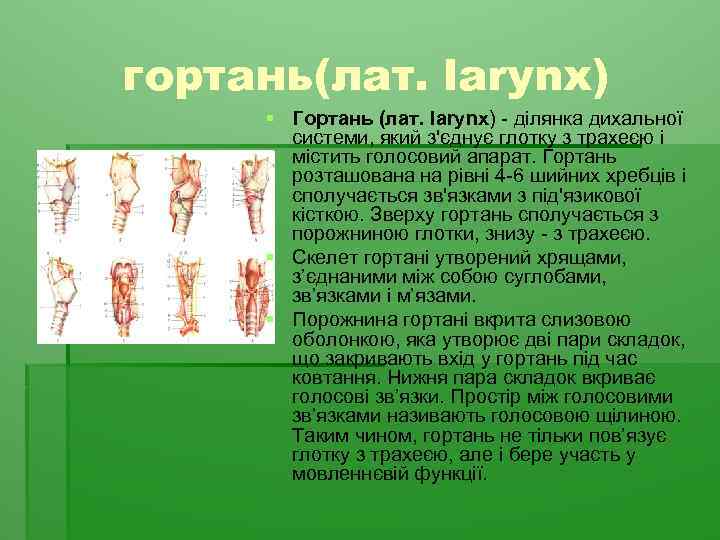 гортань(лат. larynx) § Гортань (лат. larynx) - ділянка дихальної системи, який з'єднує глотку з