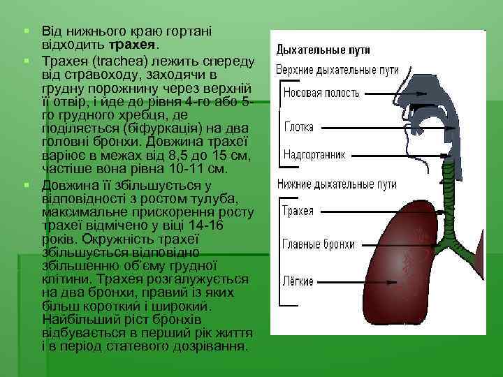 § Від нижнього краю гортані відходить трахея. § Трахея (trachea) лежить спереду від стравоходу,