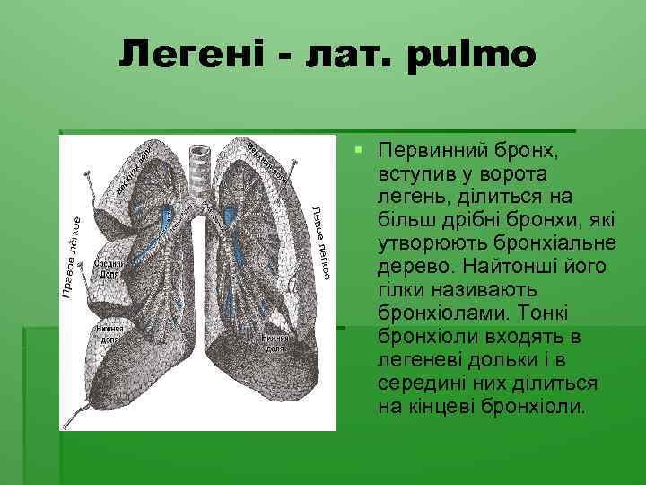 Легені - лат. pulmo § Первинний бронх, вступив у ворота легень, ділиться на більш