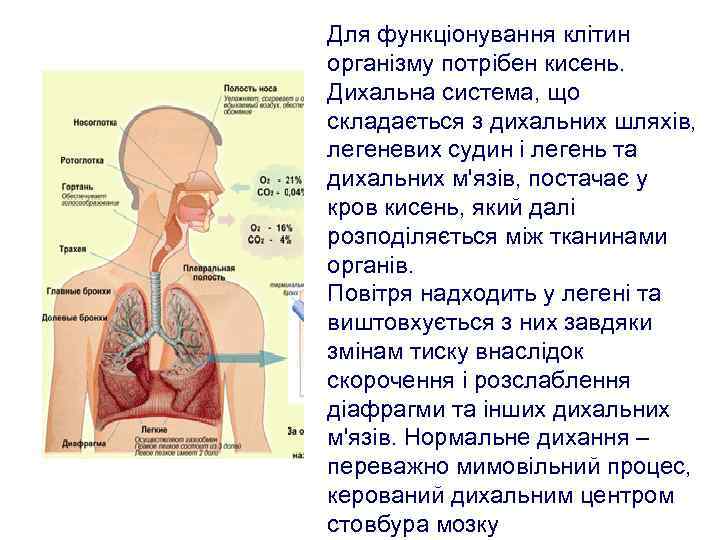 Для функціонування клітин організму потрібен кисень. Дихальна система, що складається з дихальних шляхів, легеневих