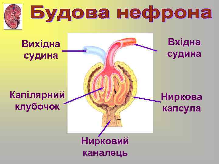 Вхідна судина Вихідна судина Капілярний клубочок Ниркова капсула Нирковий каналець 