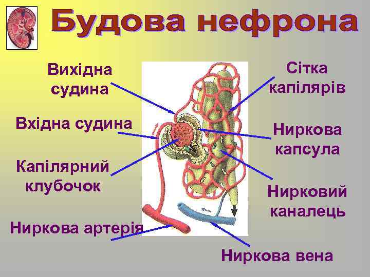 Вихідна судина Вхідна судина Капілярний клубочок Ниркова артерія Сітка капілярів Ниркова капсула Нирковий каналець