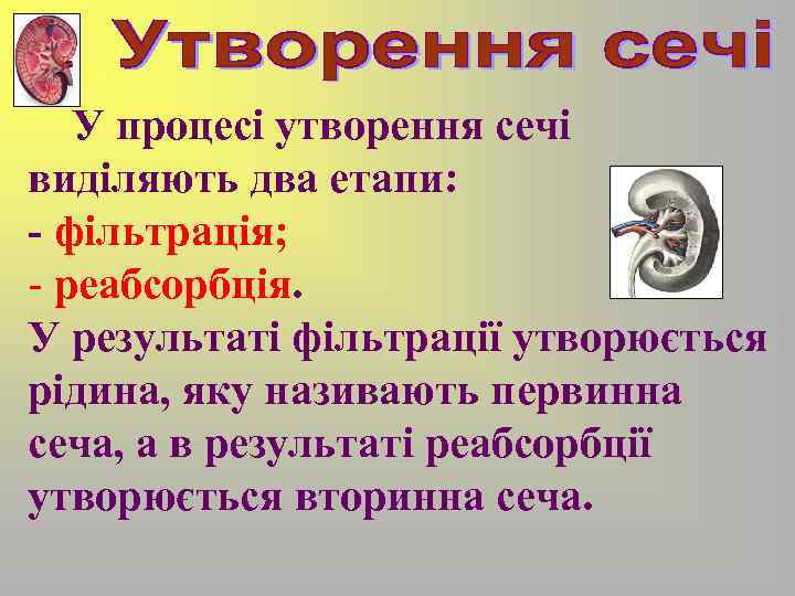 У процесі утворення сечі виділяють два етапи: - фільтрація; - реабсорбція. У результаті фільтрації