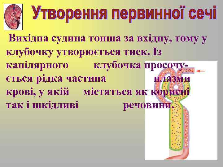 Вихідна судина тонша за вхідну, тому у клубочку утворюється тиск. Із капілярного клубочка просочується