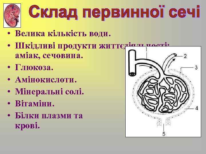  • Велика кількість води. • Шкідливі продукти життєдіяльності: аміак, сечовина. • Глюкоза. •