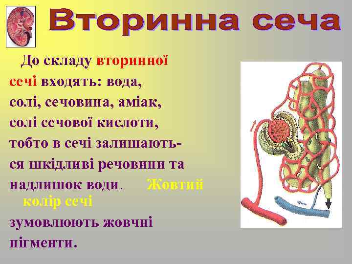 До складу вторинної сечі входять: вода, солі, сечовина, аміак, солі сечової кислоти, тобто в