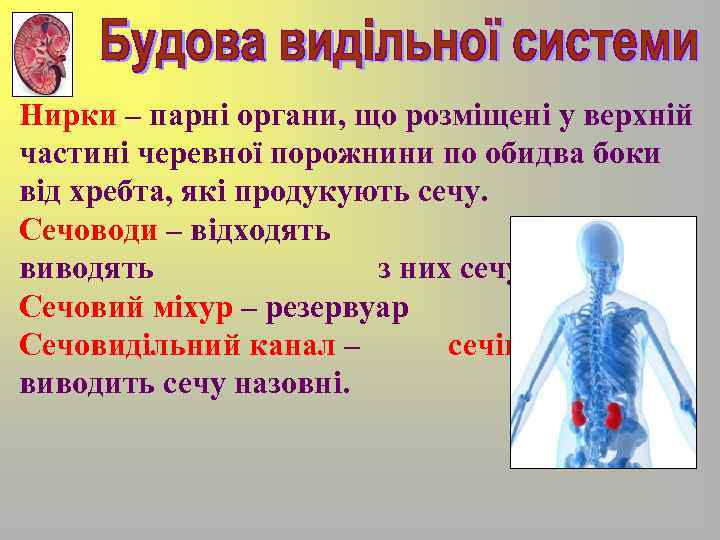 Нирки – парні органи, що розміщені у верхній частині черевної порожнини по обидва боки
