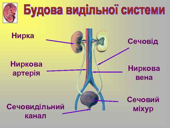 Нирка Ниркова артерія Сечовидільний канал Сечовід Ниркова вена Сечовий міхур 
