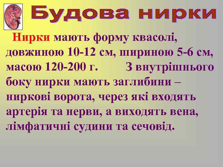 Нирки мають форму квасолі, довжиною 10 -12 см, шириною 5 -6 см, масою 120