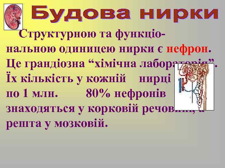 Структурною та функціональною одиницею нирки є нефрон. Це грандіозна “хімічна лабораторія”. Їх кількість у
