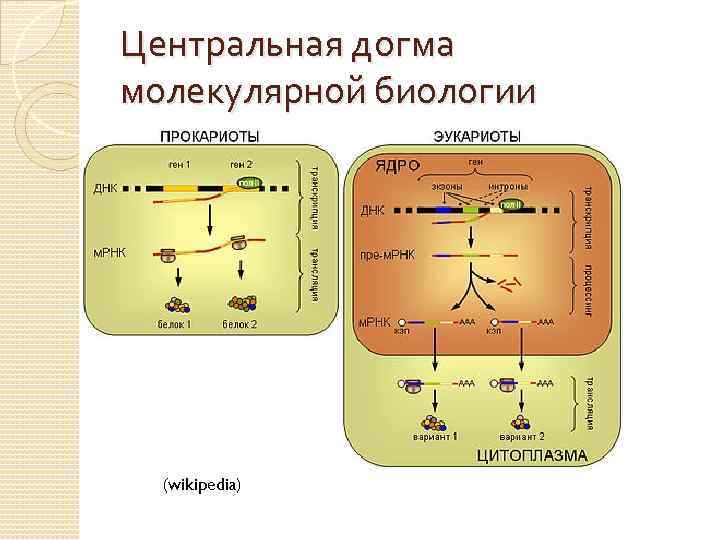 Центральная догма молекулярной биологии (wikipedia) 