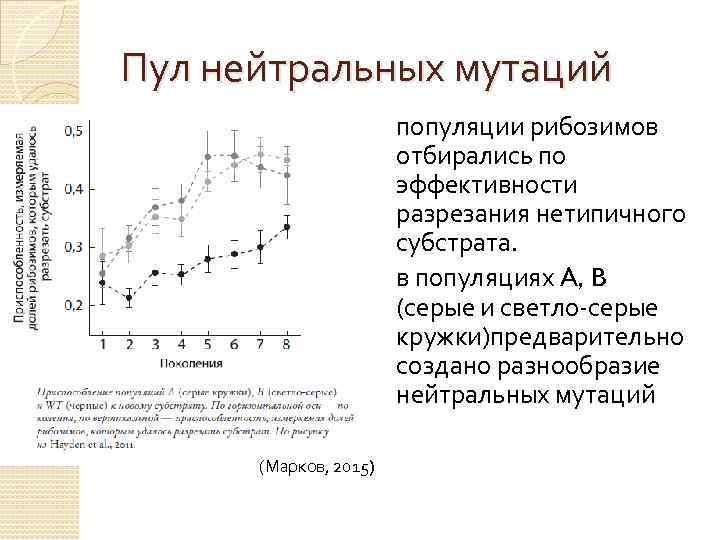 Пул нейтральных мутаций популяции рибозимов отбирались по эффективности разрезания нетипичного субстрата. в популяциях A,