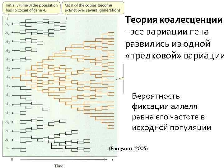  Теория коалесценции –все вариации гена развились из одной «предковой» вариации Вероятность фиксации аллеля
