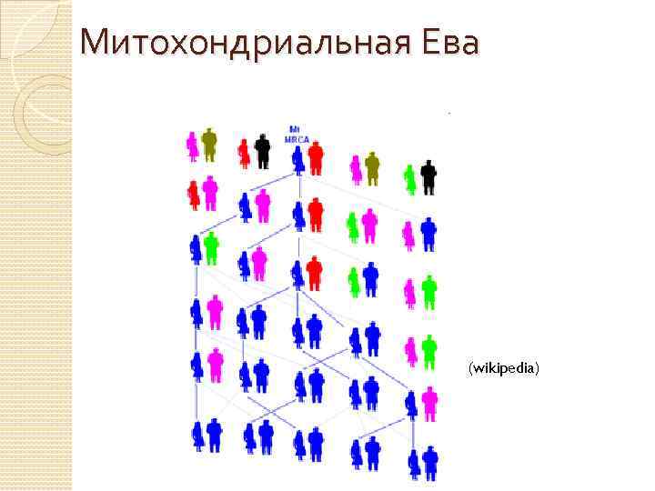 Митохондриальная Ева (wikipedia) 