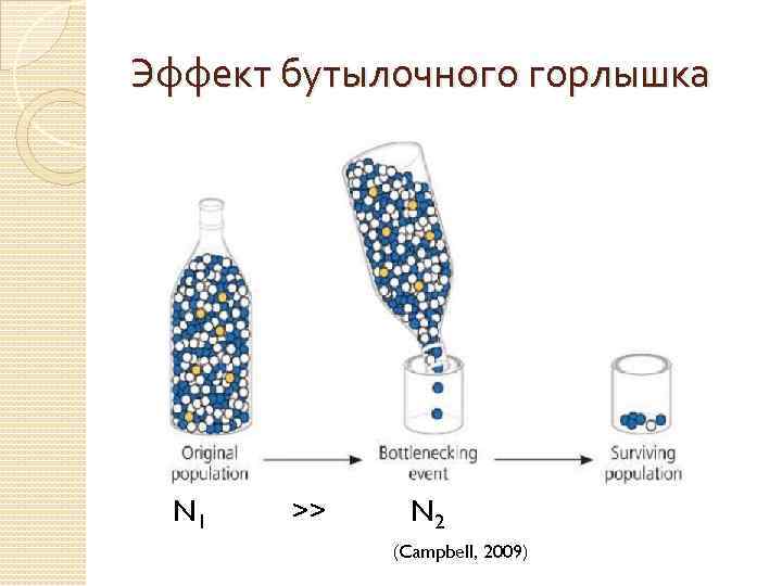 Эффект бутылочного горлышка N 1 >> N 2 (Campbell, 2009) 