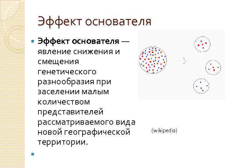 Эффект основателя — явление снижения и смещения генетического разнообразия при заселении малым количеством представителей