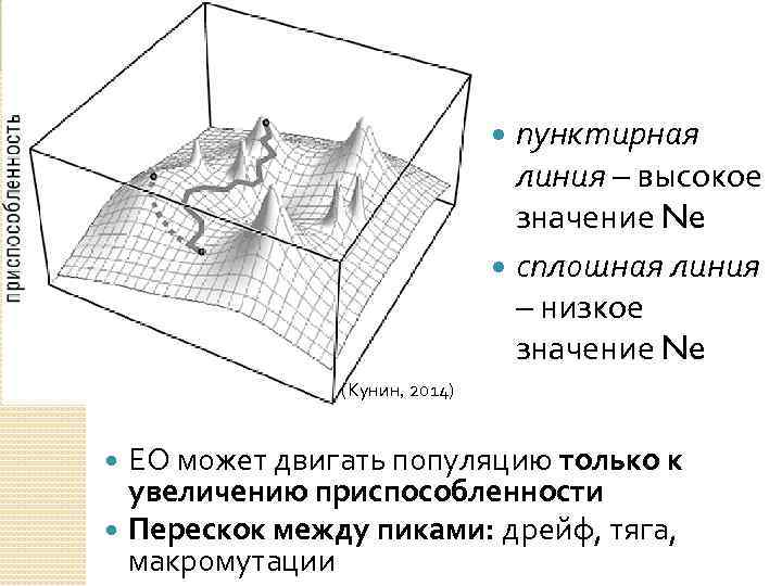 пунктирная линия – высокое значение Ne сплошная линия – низкое значение Ne (Кунин, 2014)
