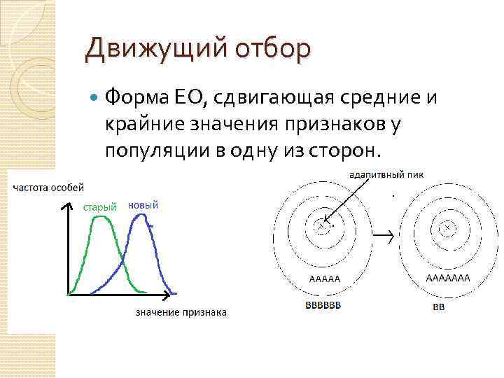 Движущий отбор Форма ЕО, сдвигающая средние и крайние значения признаков у популяции в одну