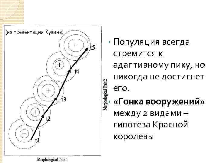 (из презентации Кузина) Популяция всегда стремится к адаптивному пику, но никогда не достигнет его.