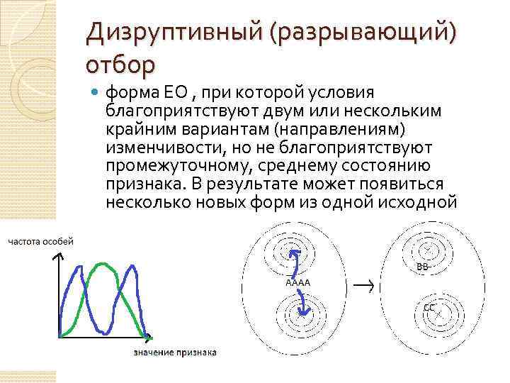 Дизруптивный (разрывающий) отбор форма ЕО , при которой условия благоприятствуют двум или нескольким крайним