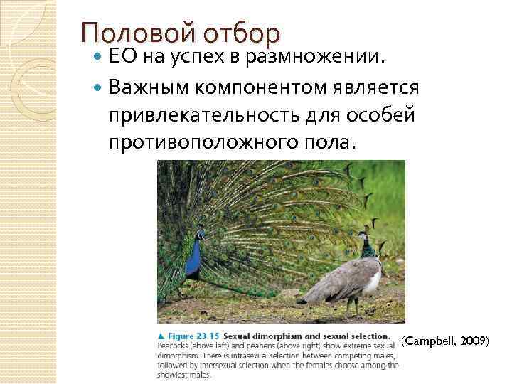 Половой отбор ЕО на успех в размножении. Важным компонентом является привлекательность для особей противоположного